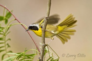 Common Yellowthroat, male