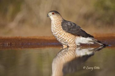 Cooper's Hawk (Accipiter cooperii) wading in ranch pond, Starr County, Texas