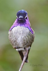 Costa's Hummingbird (Calypte costae) male, vagrant to Rockport, Texas, 2/2006