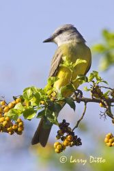 Couch's Kingbird (Tyrannus couchii) perched in Anacua tree in fruit, September. Bird was feeding on the ripe fruits, s. Texas