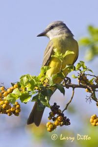 Couch's Kingbird (Tyrannus couchii) perched in Anacua tree in fruit, September. Bird was feeding on the ripe fruits, s. Texas