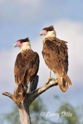 Crested Caracaras learning to hunt, s. Texas thorn-brush country
