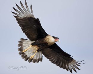 Crested Caracara adult in flight, Martin Ranch