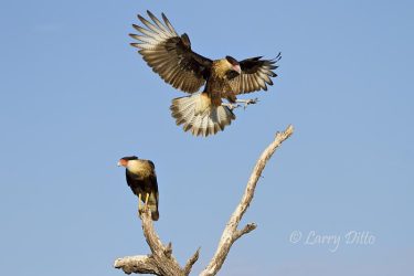 Crested Caracara landing at the Martin Refuge (Javelina Ranch), Texas