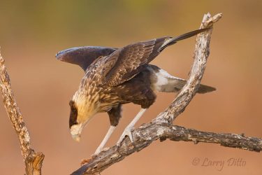 Crested Caracara (Caracara cheriway) juvenile landing on perch at sunrise