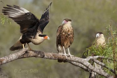 Crested Caracaras on mesquite perch, Martin Ranch
