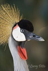 The Crowned Crane at the Gladys Porter Zoo is so exciting your hair will stand on end.