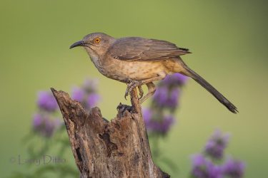 Curve-billed Thrasher and horse mint at sunrise.