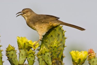 Curve-billed Thrasher on prickly pear cactus in spring, s. Texas