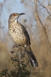 Curve-billed Thrasher