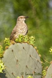 Curve-billed Thrasher (Toxostoma curvirostre) adult perched on cactus and thorn brush, s. Texas