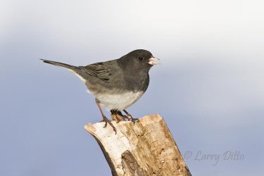 Dark-eyed Junco feeding on seeds after snow