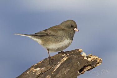 Dark-eyed Junco female on perch