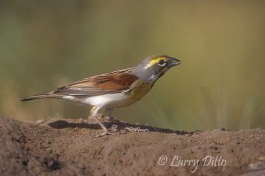 Dickcissel (Spiza americana) male, spring