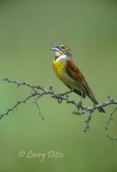 Dickcissel (Spiza americana) male singing on territory, spring
