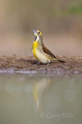 male Dickcissel drinking