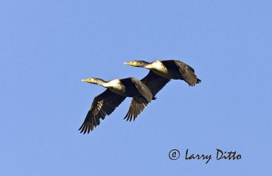 Double-crested Cormorant (Phalacrocorax auritus) in flight