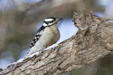 Downy Woodpecker on tree limb