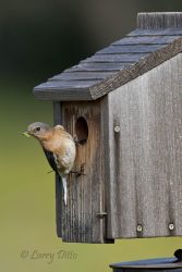 Eastern Bluebird female feeding young