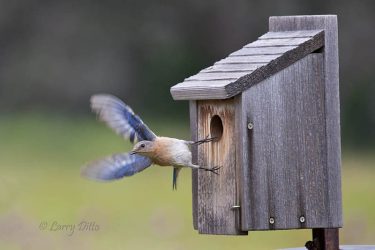 Blue Bird leaving nest box