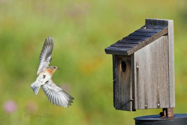 Eastern Bluebird landing at nest box, central Texas