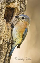 Eastern Bluebird (Sialia sialis) female at nest cavity, April, Texas