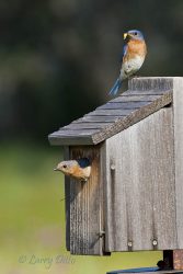 Eastern Bluebird pair at nest box to feed young