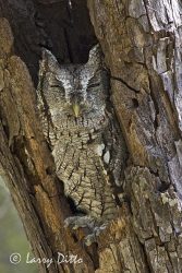 Eastern Screech Owl (Otus asio) is hollow tree where it roosts during day, s. Texas, autumn
