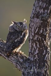 Eastern Screech Owl in mesquite