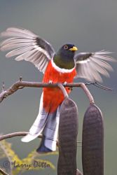 Elegant Trogon (Trogon elegans) male taking off from perch in sub-tropical woodlands near Gomez Farias, Tamaulipas, Mexico in the El Cielo Biosphere Reserve