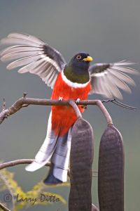 Elegant Trogon (Trogon elegans) male taking off from perch in sub-tropical woodlands near Gomez Farias, Tamaulipas, Mexico in the El Cielo Biosphere Reserve