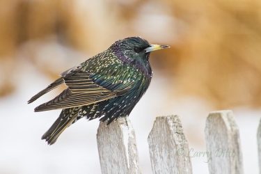 European Starling on fence