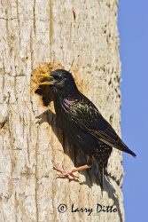 European Starling (Sturnus vulgarils) male at nest cavity in palm tree, s. Texas, spring