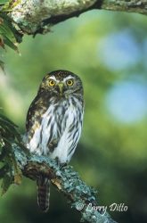 Ferruginous Pygmy Owl perched in tree with lichen-covered branches, s. Texas