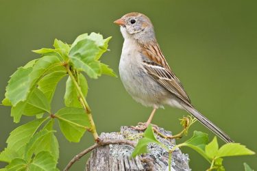 Field Sparrow (Spizella pusilla) adult on fence post, Texas, May, on breeding territory