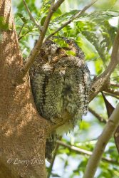 Flamulated Owl, South Padre Island, Texas, March 2, 2013