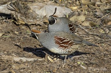 Gambel's Quail males
