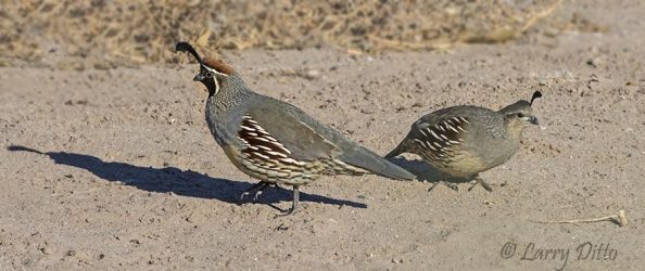 Gambel's Quail pair