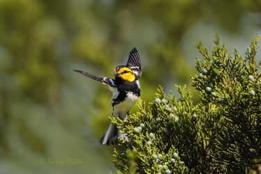 Golden-cheeked Warbler landing in juniper