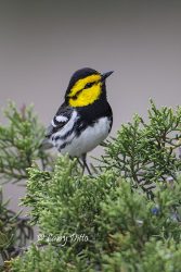 Golden-cheeked Warbler male in juniper