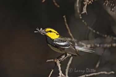 Golden-cheeked Warbler (Dendroica chrysoparia), male with insect for courting female, Texas hill country west of San Antonio