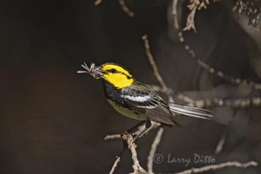 Golden-cheeked Warbler (Dendroica chrysoparia), male with insect for courting female, Texas hill country west of San Antonio
