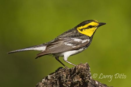 Golden-cheeked Warbler (Dendroica chrysoparia); endangered species; male in breeding territory, Texas hill country west of San Antonio, spring