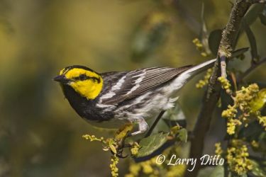 Golden-cheeked Warbler (Dendroica chrysoparia); endangered species; male in breeding territory, Texas hill country west of San Antonio, spring