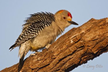 Golden-fronted Woodpecker, male