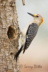 Golden-fronted Woodpecker (Melanerpes aurifrons) male on yucca, s. Texas