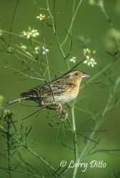 Grasshopper Sparrow, adult, spring
