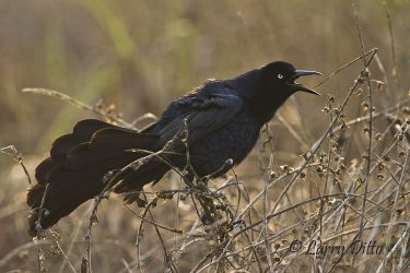 Great-tailed Grackle male calling, SPI, Texas