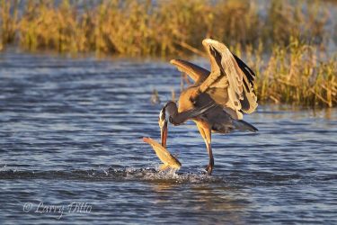 Great Blue Heron spearing fish