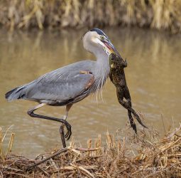 Great Blue Heron with Bull Frog